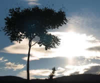 Solar Pillar